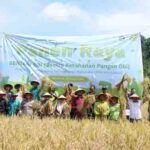 Bupati Halmahera Selatan bersama para petani dan pemangku kepentingan menunjukkan padi hasil panen dalam kegiatan panen raya di Desa Buton, Kecamatan Obi.